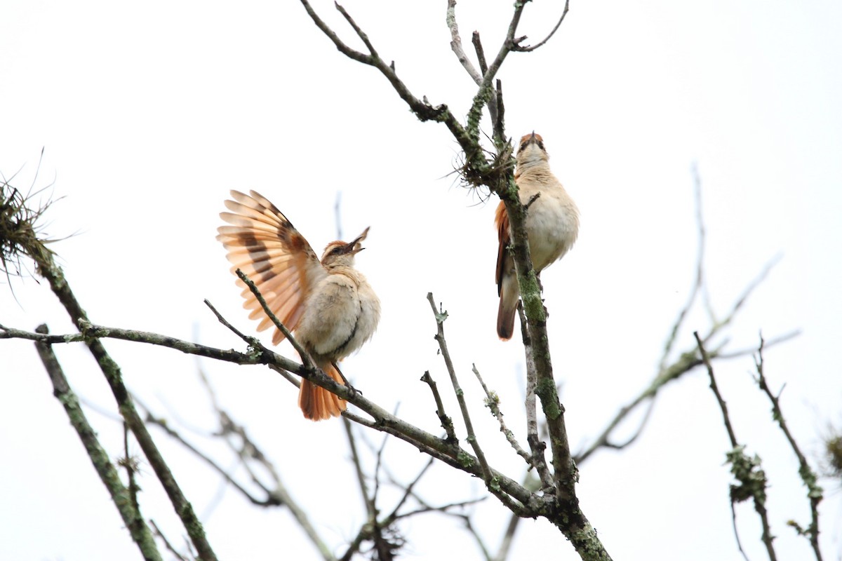 Wing-banded Hornero - ML197527381