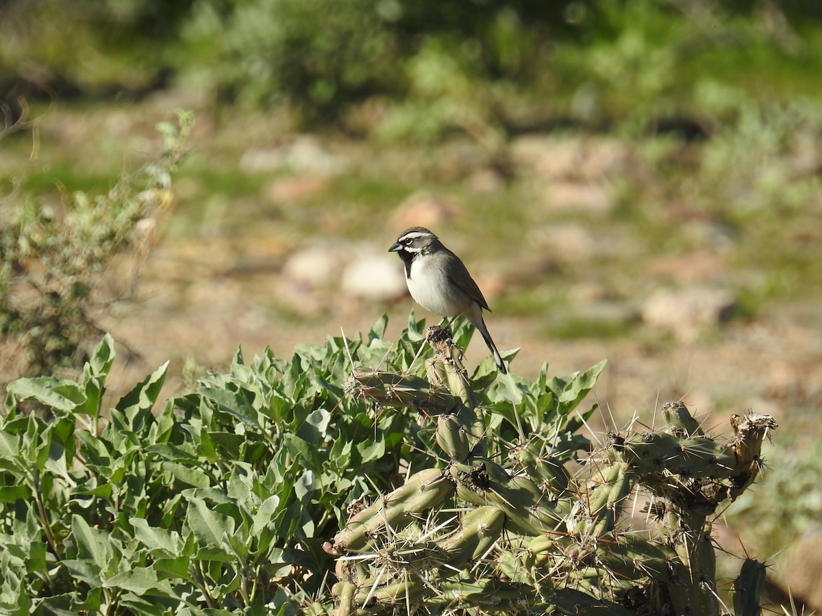 Black-throated Sparrow - ML197527541