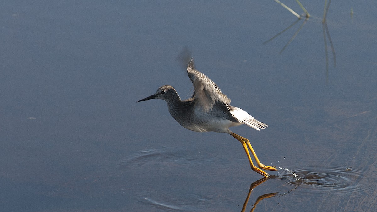 Lesser Yellowlegs - ML197527701