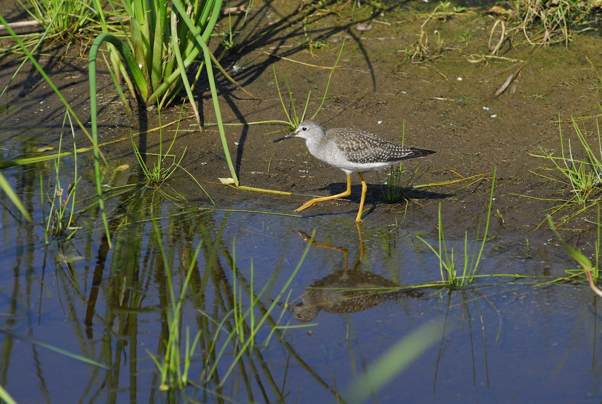 Lesser Yellowlegs - ML197527721