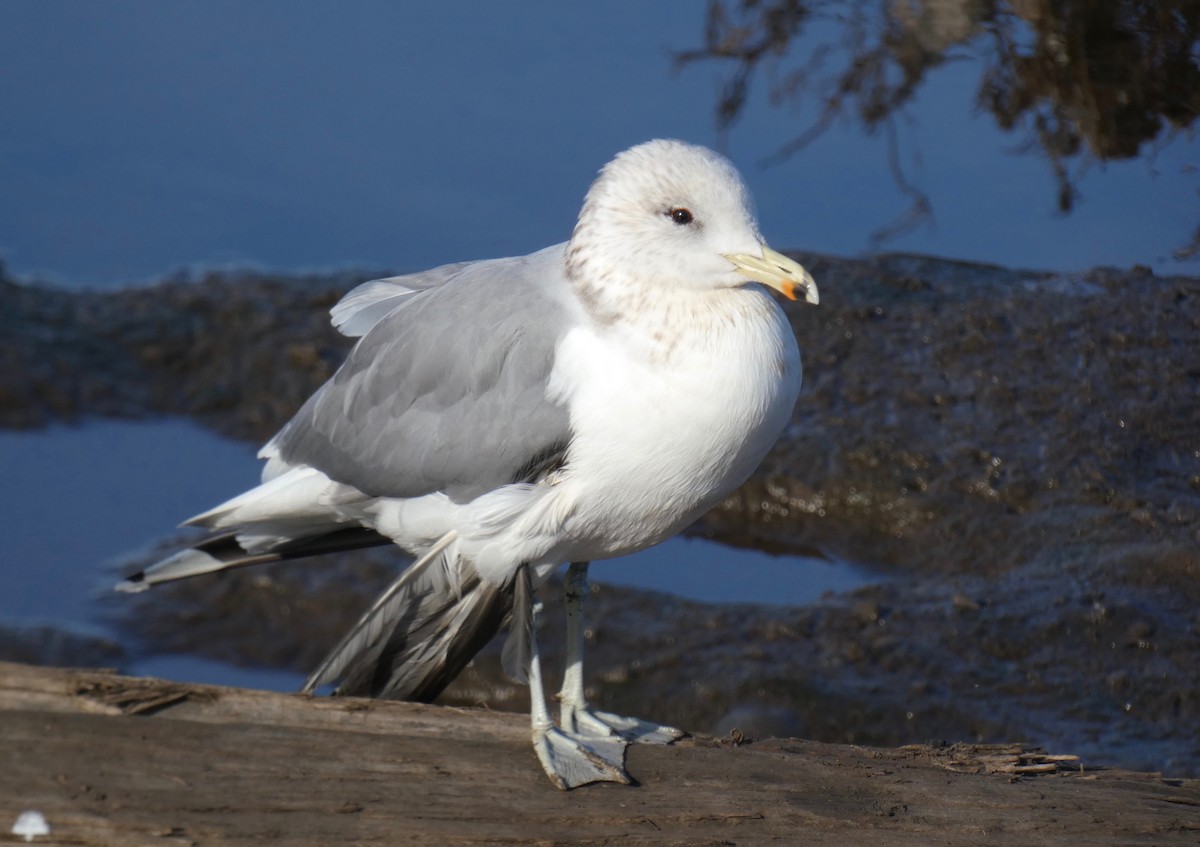 California Gull - ML197528361