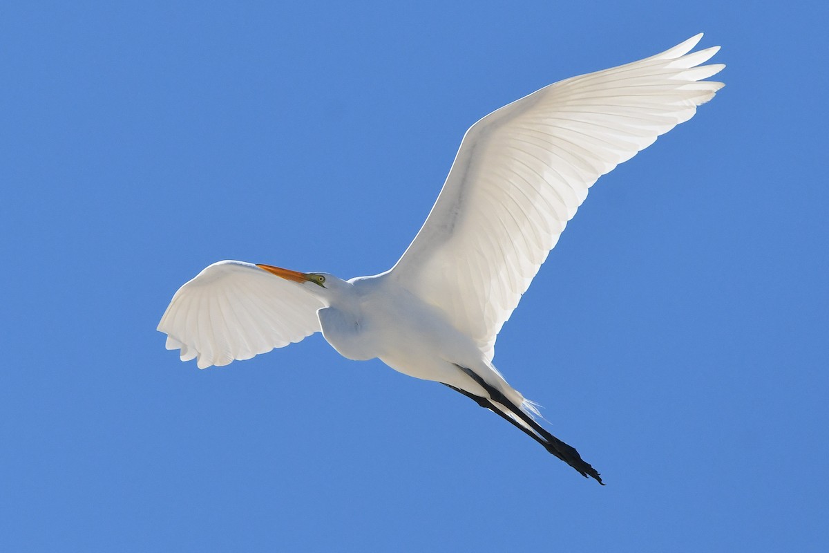 Great Egret - ML197529451