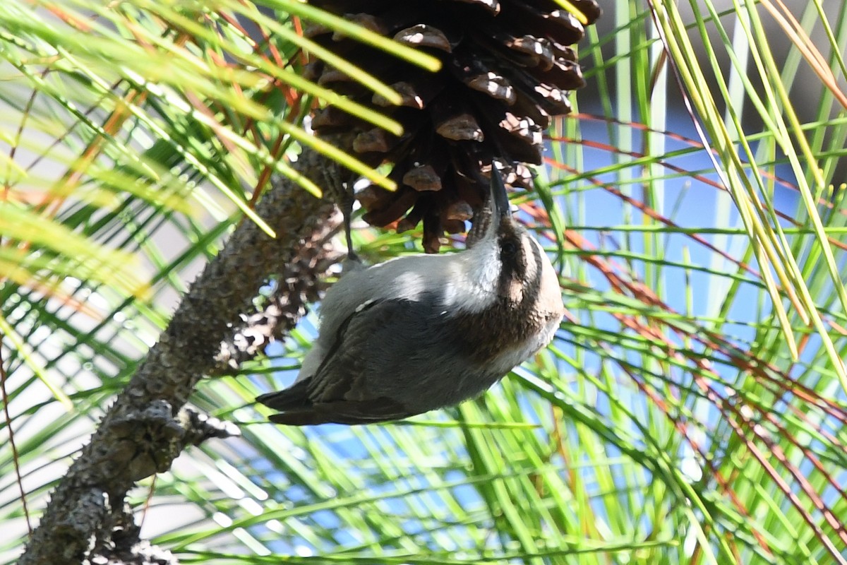 Brown-headed Nuthatch - ML197529731