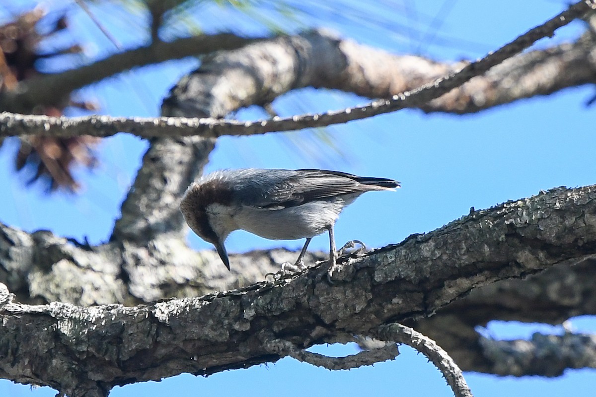 Brown-headed Nuthatch - ML197530241