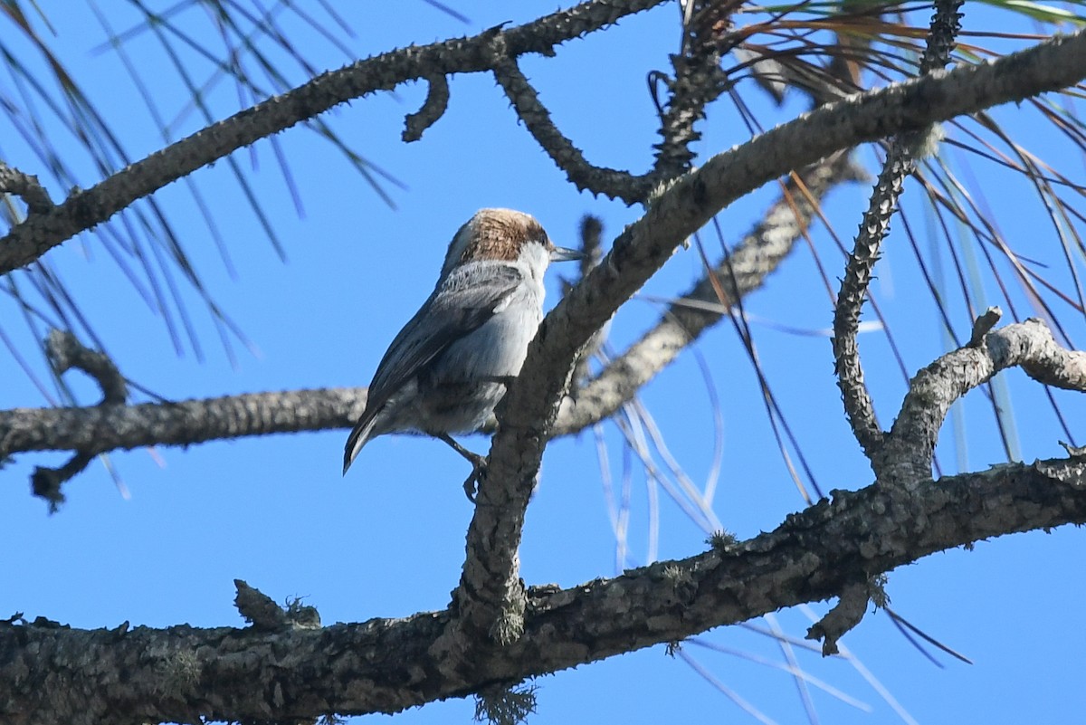 Brown-headed Nuthatch - ML197530371