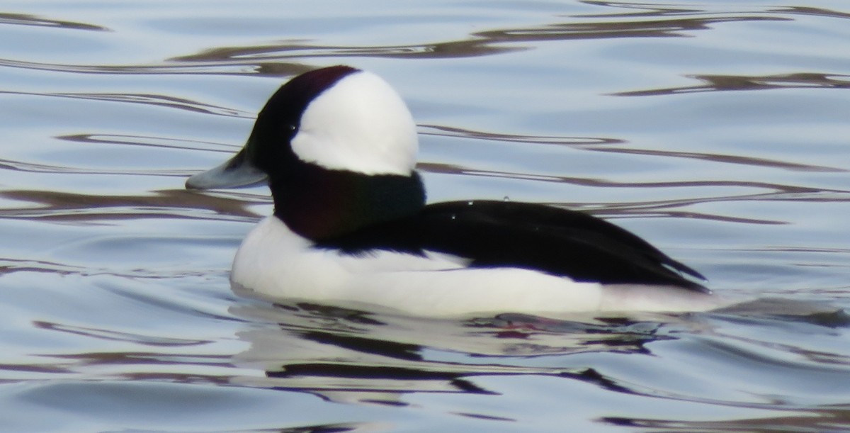 Bufflehead - ML197531431