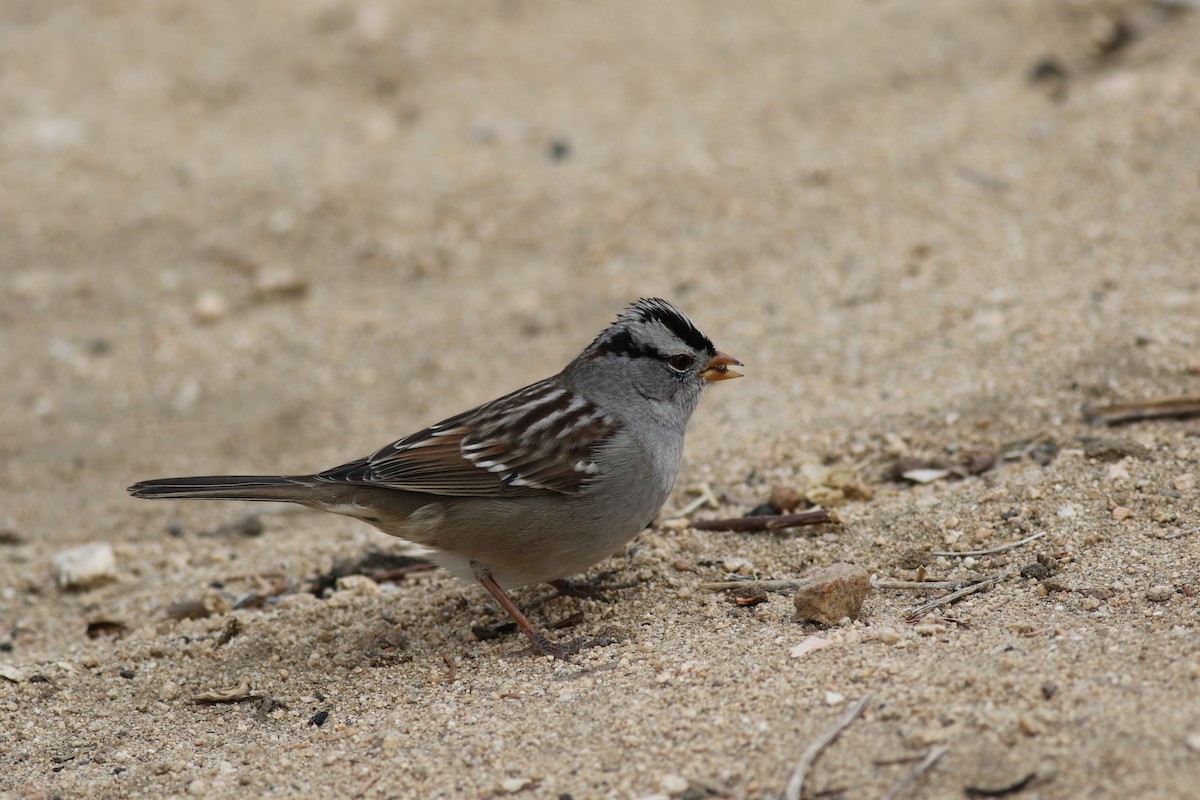 White-crowned Sparrow - ML197532931