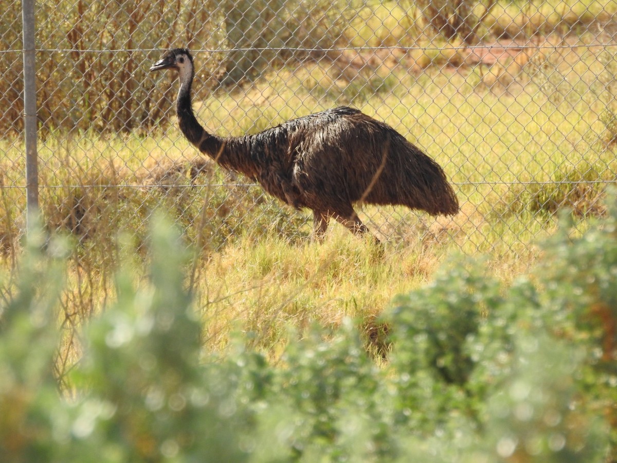 Emu - Lehi Archibald