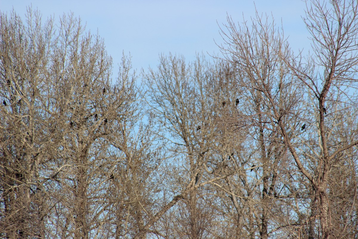 American Crow - Mike Tompa