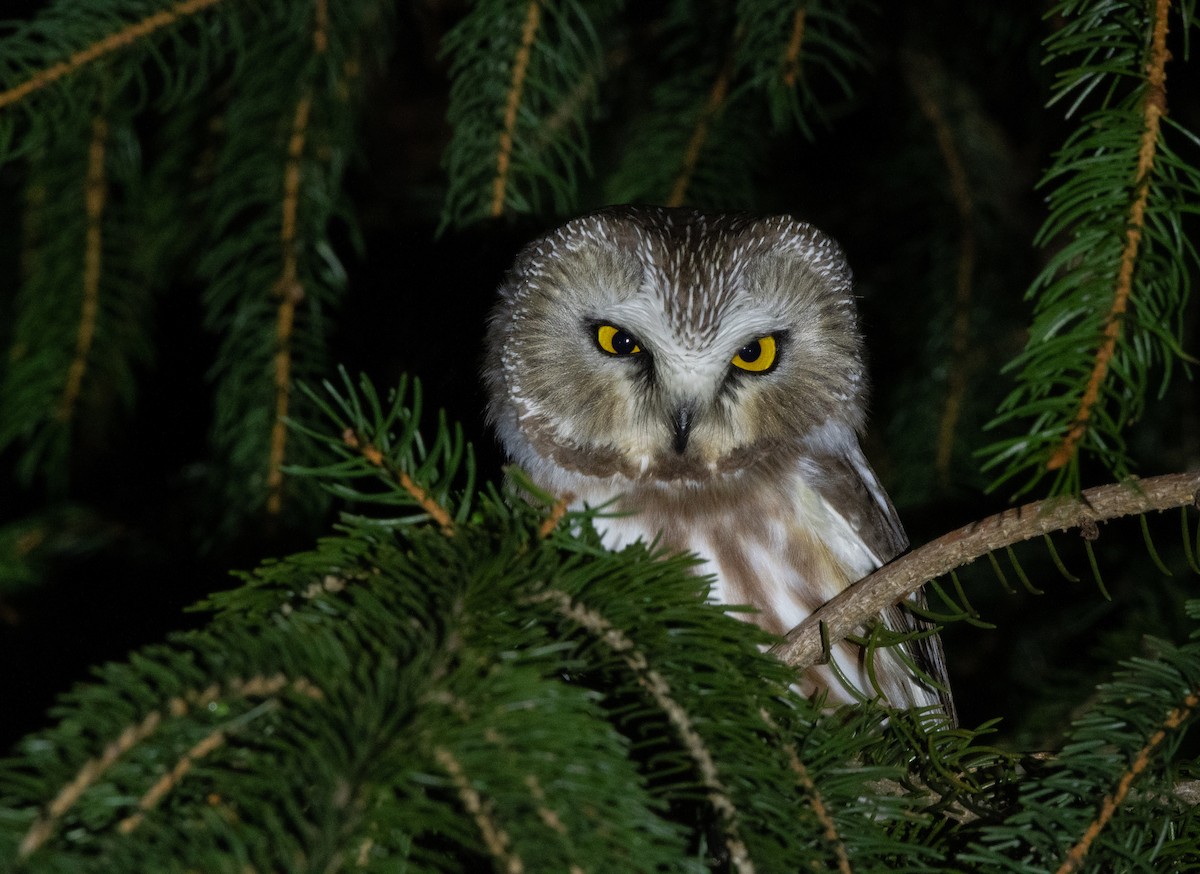 Northern Saw-whet Owl - ML197536581