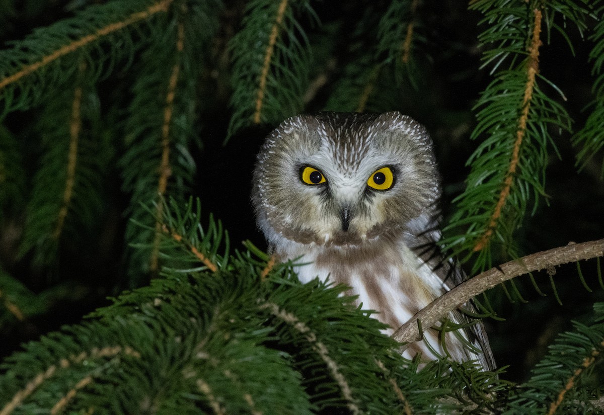 Northern Saw-whet Owl - ML197536591