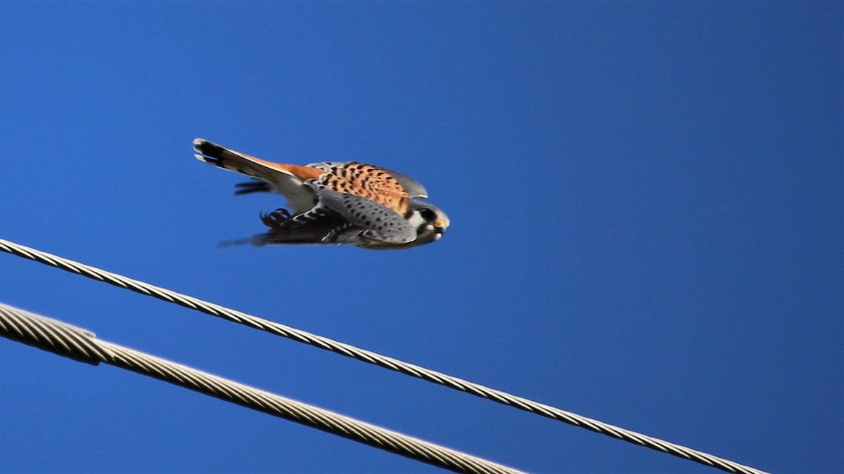 American Kestrel - Kevin Cunningham