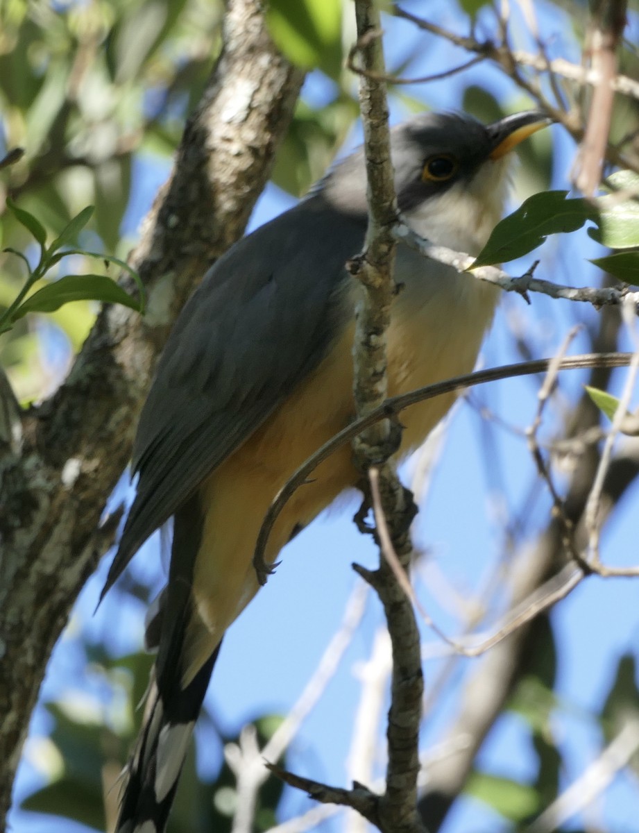 Mangrove Cuckoo - ML197536781