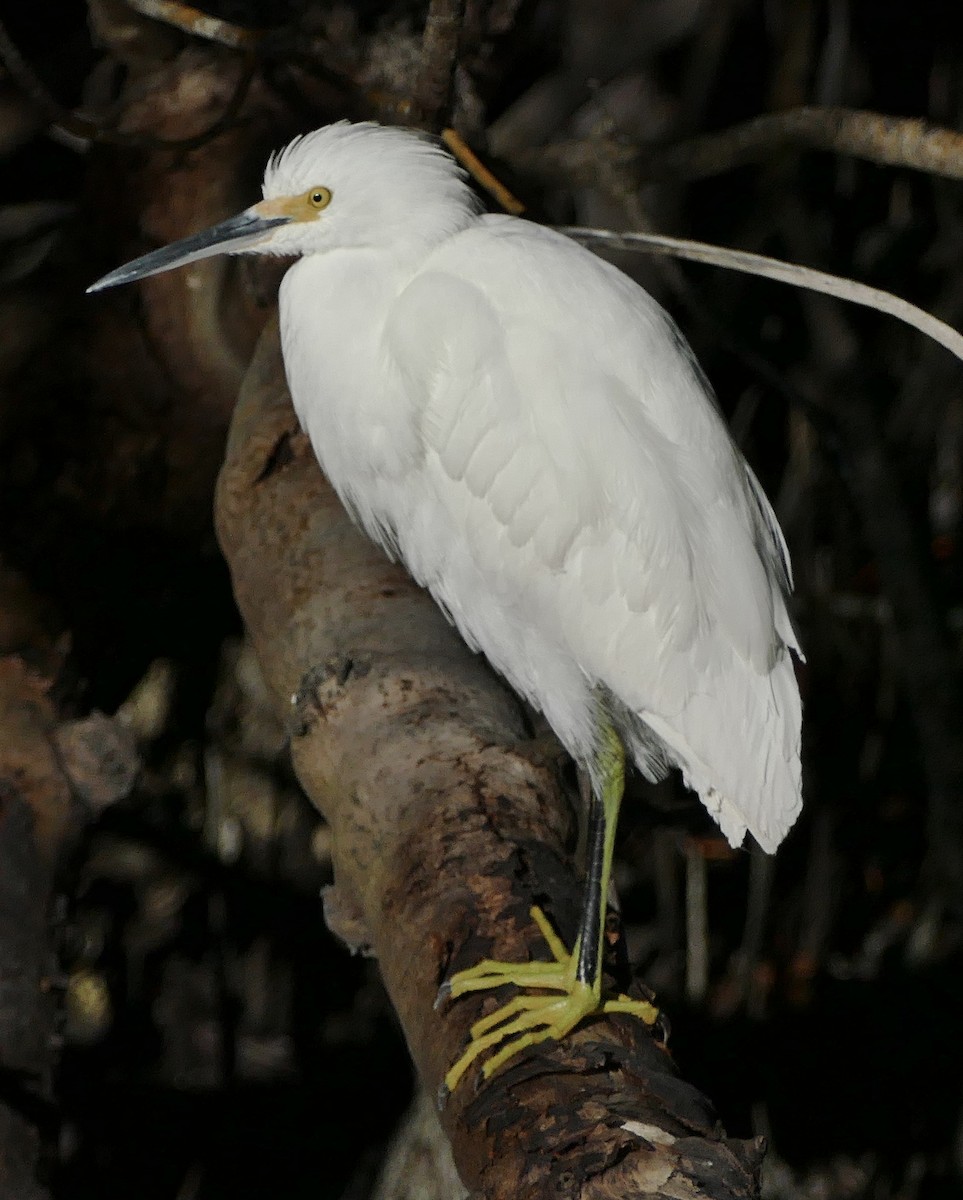 Snowy Egret - ML197536881