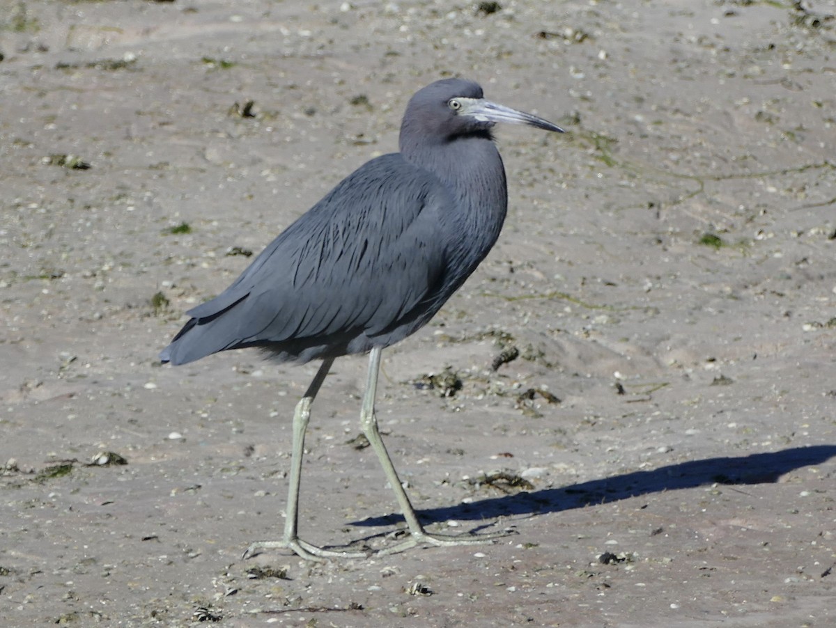 Little Blue Heron - ML197537081