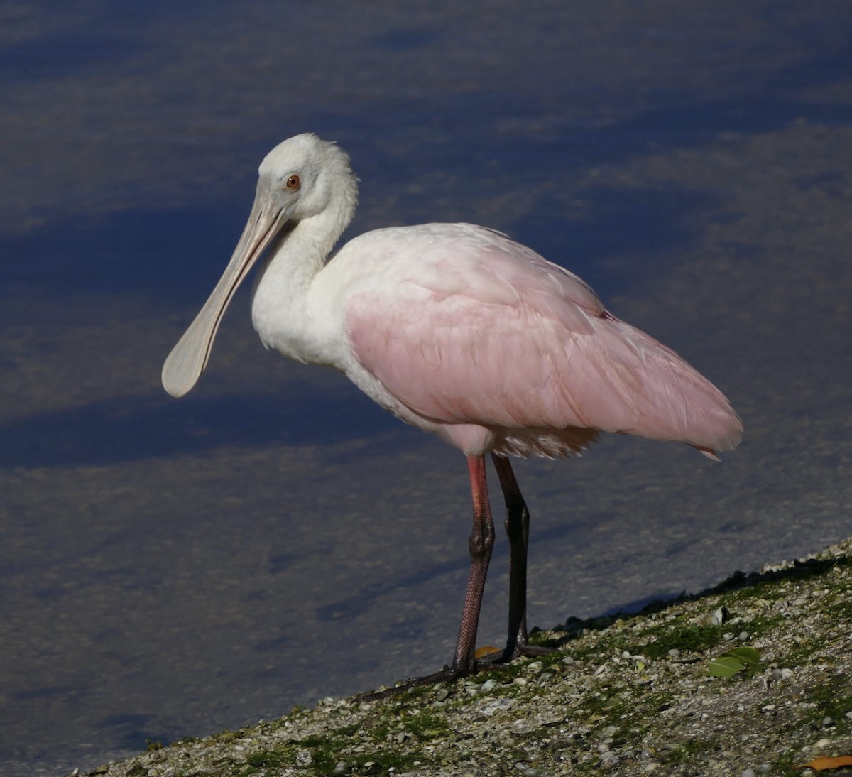 Roseate Spoonbill - ML197537151