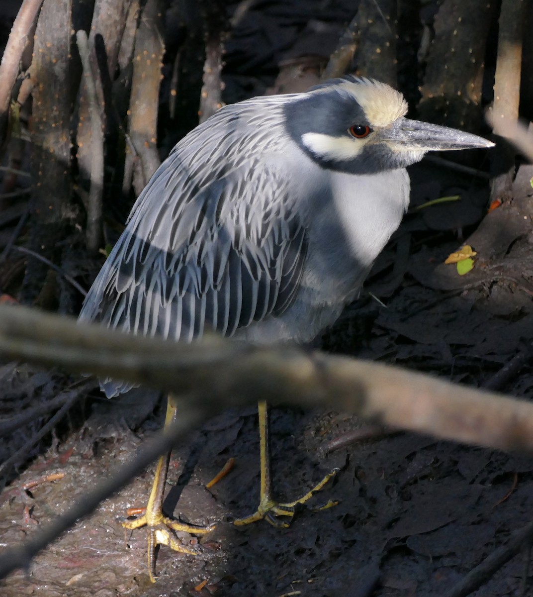 Yellow-crowned Night Heron - ML197537191