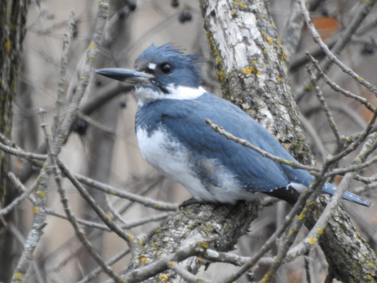 Belted Kingfisher - ML197538681