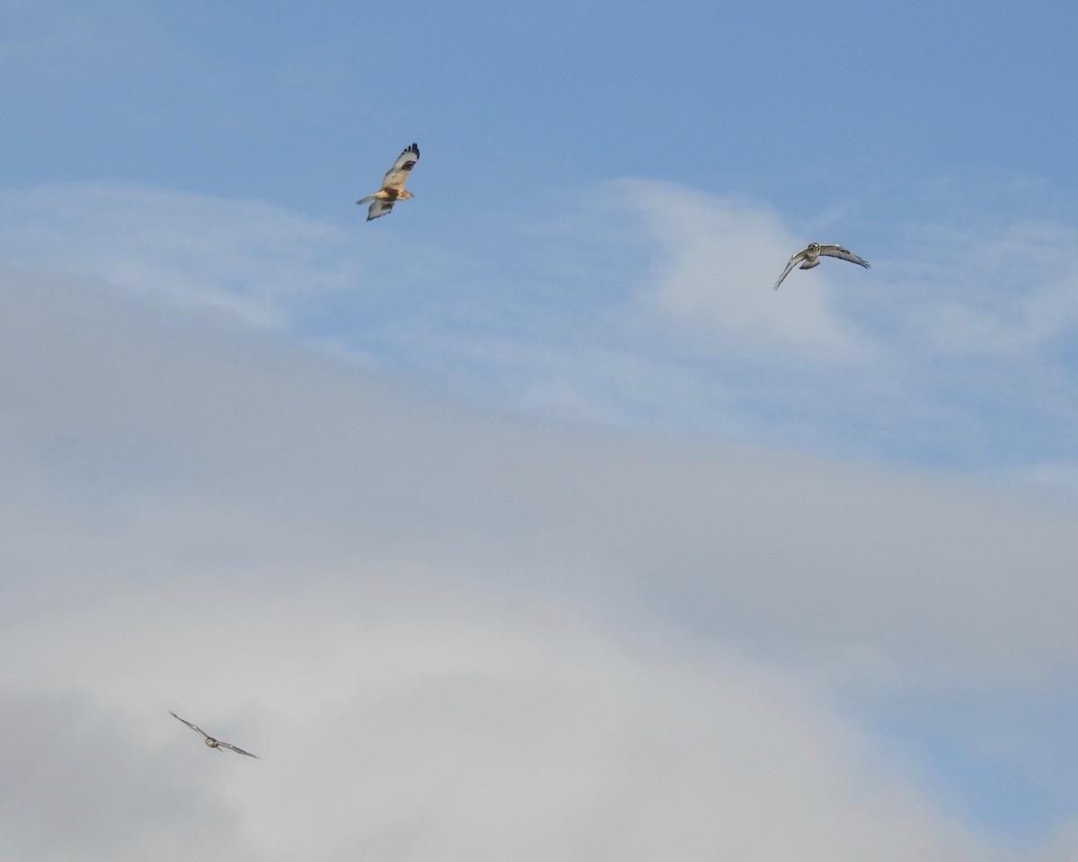 Rough-legged Hawk - ML197539101