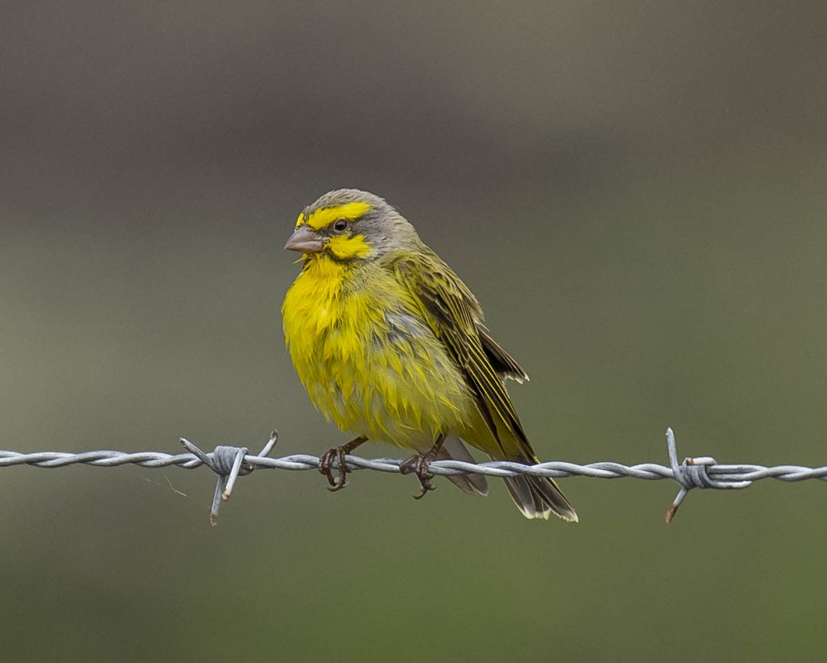 Yellow-fronted Canary - William Richards