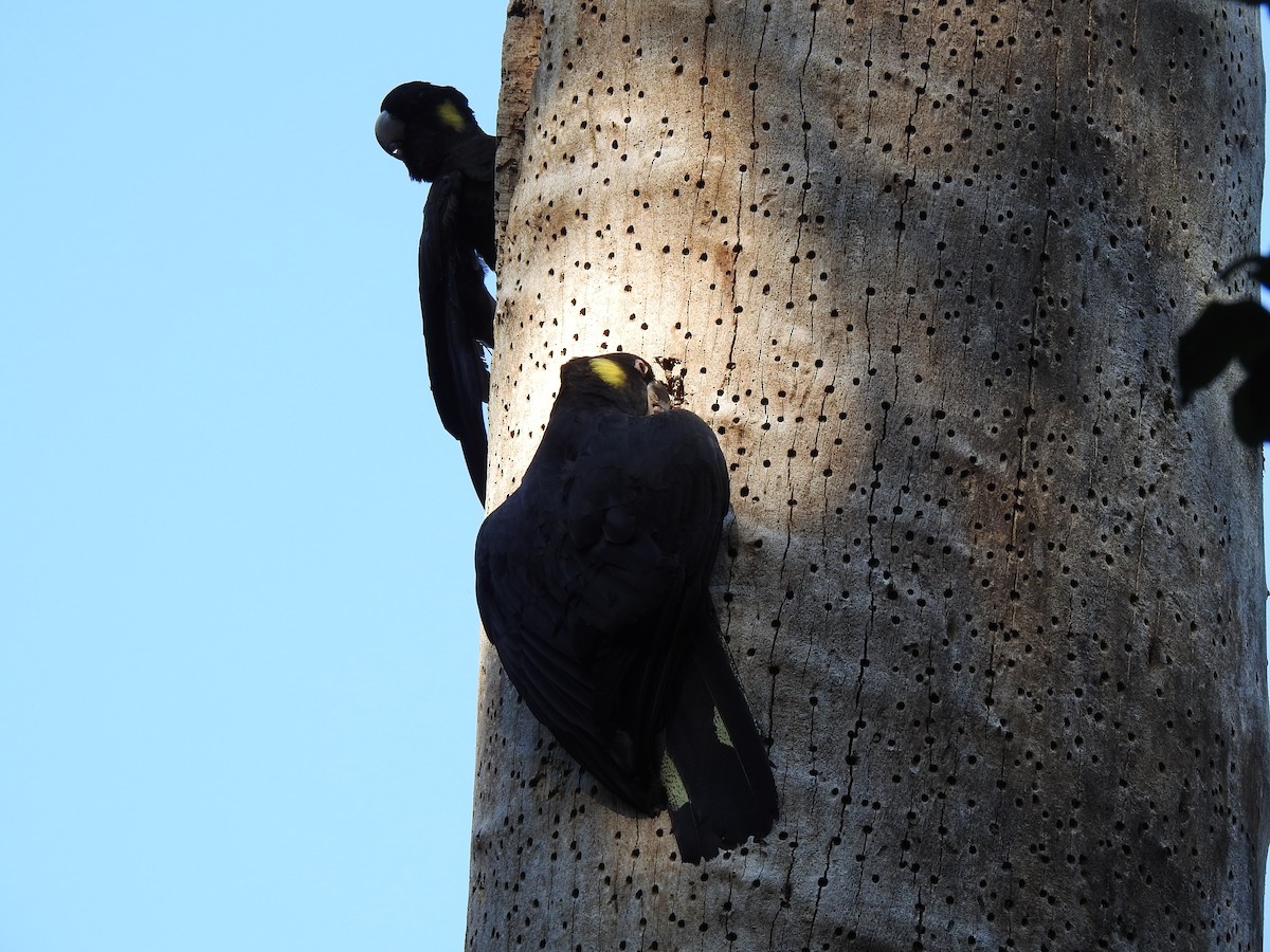 Yellow-tailed Black-Cockatoo - ML197540561