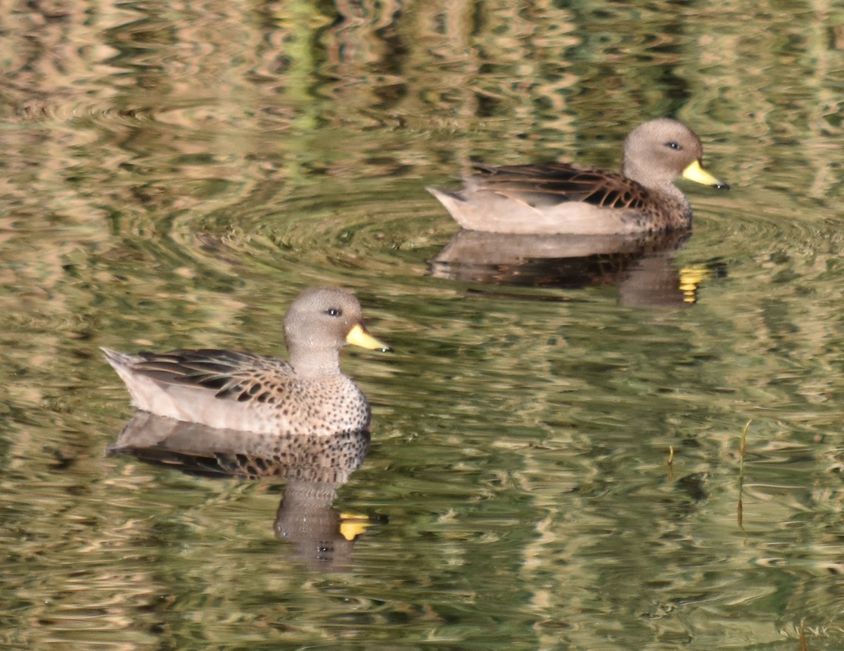 Yellow-billed Teal - andres ebel