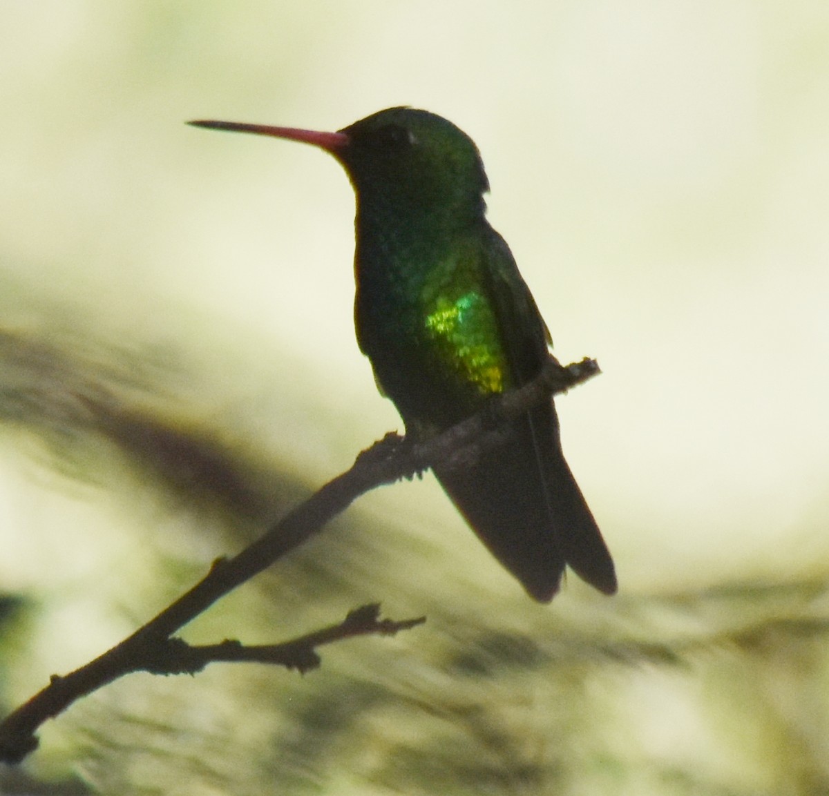 Glittering-bellied Emerald - ML197541441