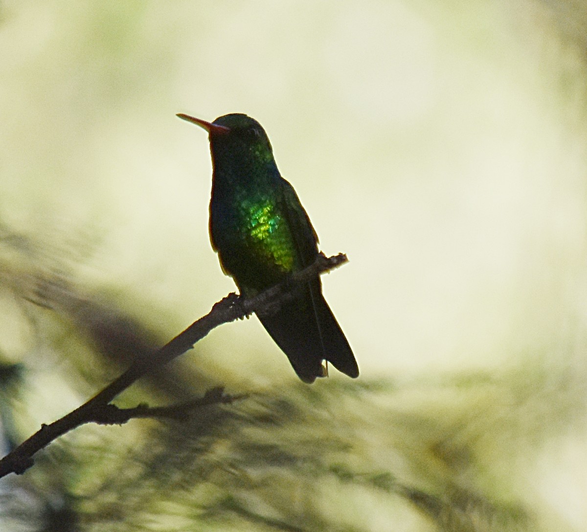 Glittering-bellied Emerald - ML197541521