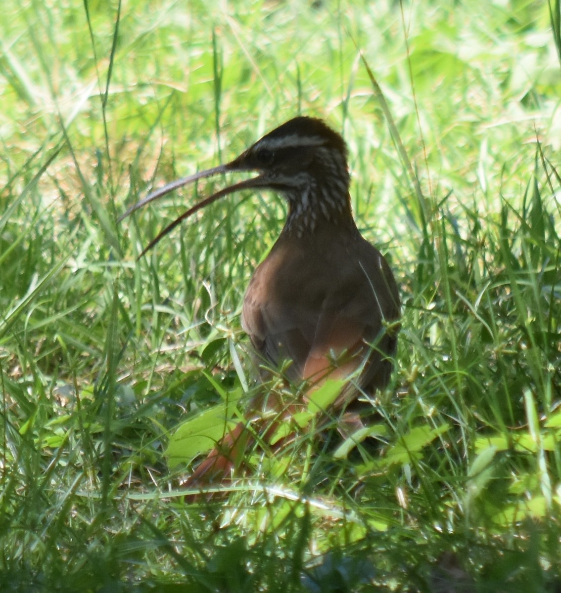 Scimitar-billed Woodcreeper - ML197542991