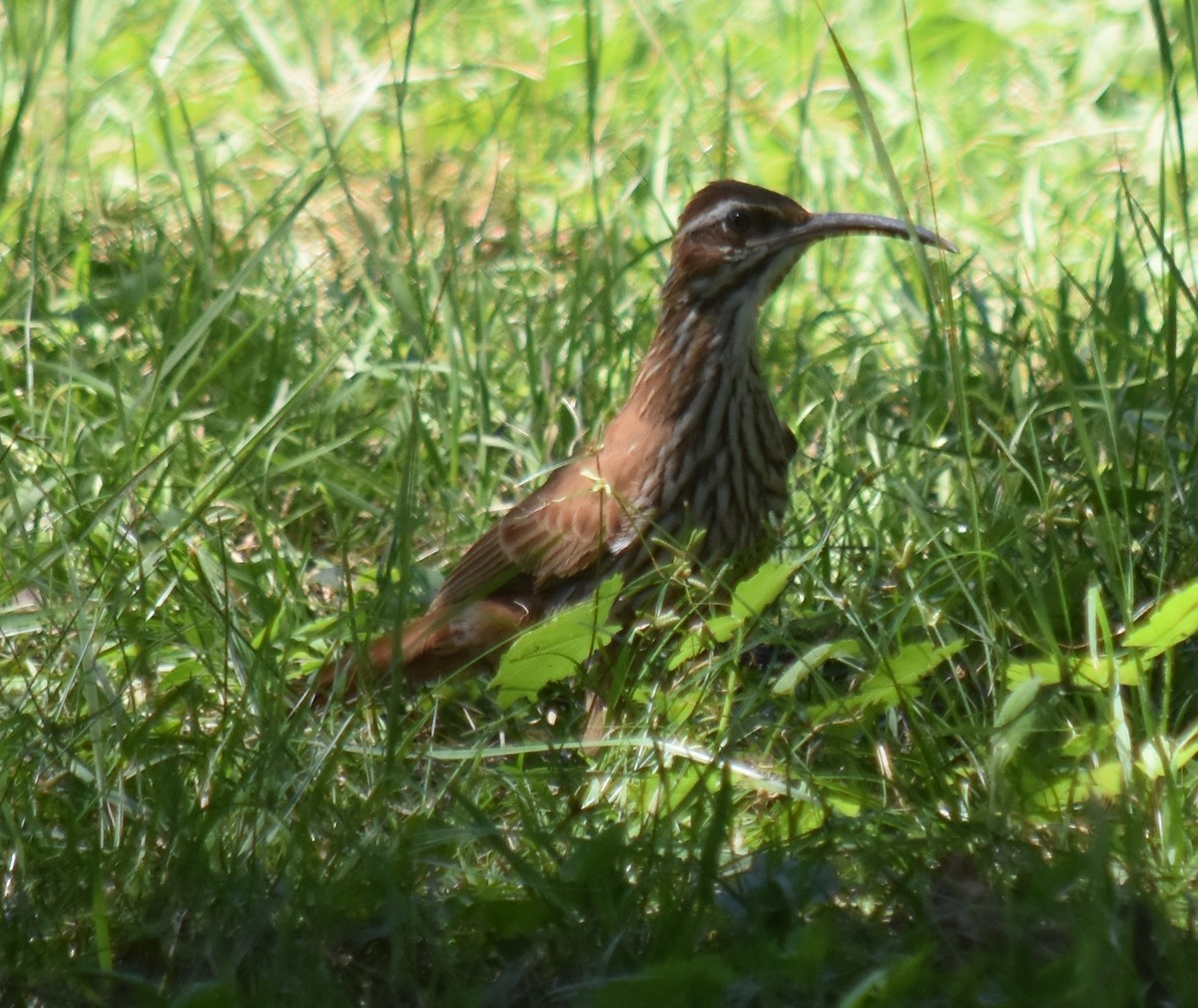 Scimitar-billed Woodcreeper - andres ebel