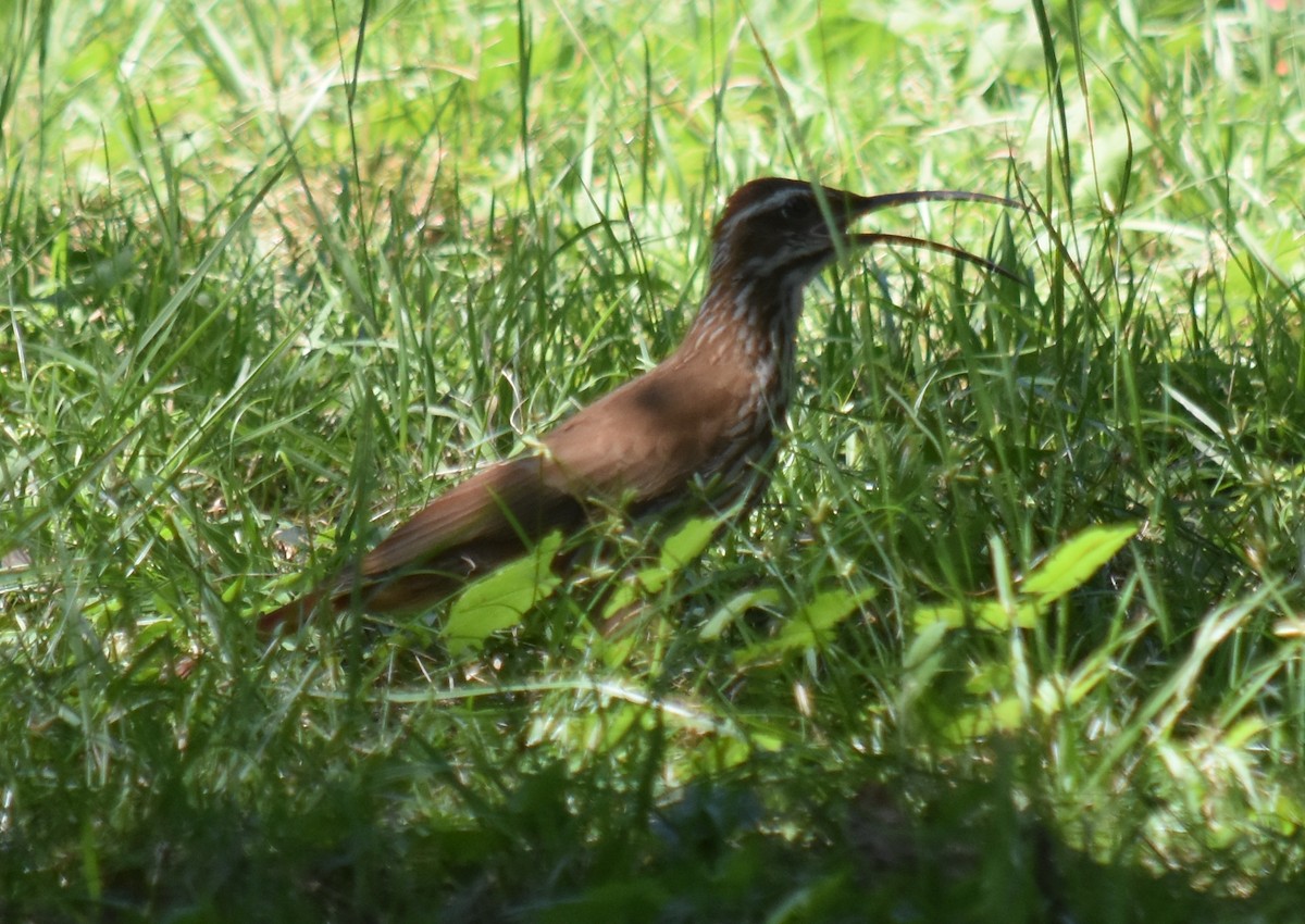 Scimitar-billed Woodcreeper - ML197543141