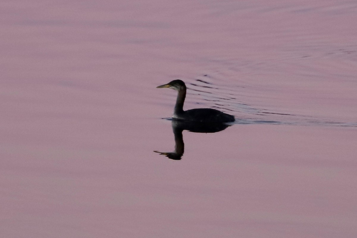 Red-necked Grebe - ML197543531