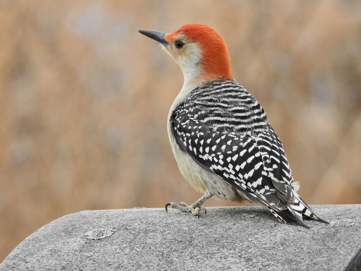 Red-bellied Woodpecker - ML197546981
