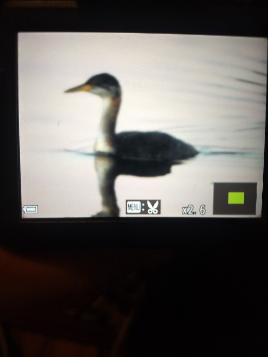 Red-necked Grebe - ML197549071