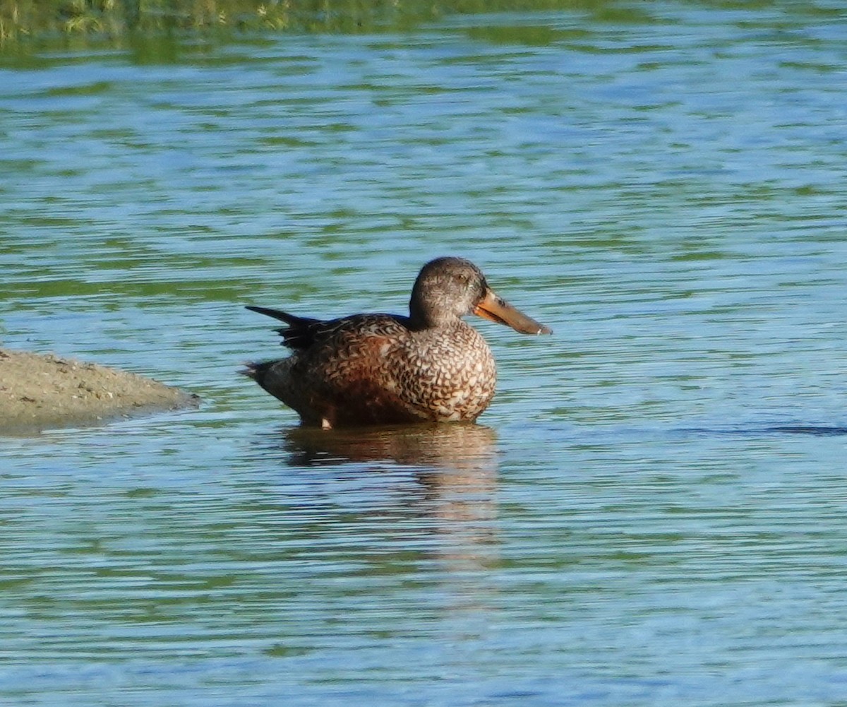 Northern Shoveler - ML197550211