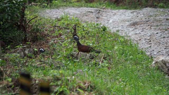 Great Curassow - ML197554991