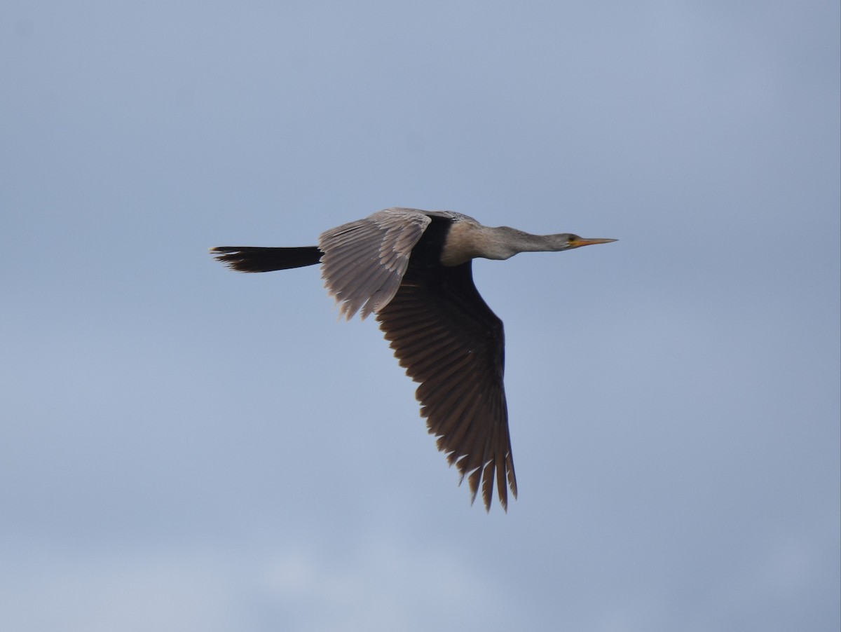 Anhinga - Kevin Lapp