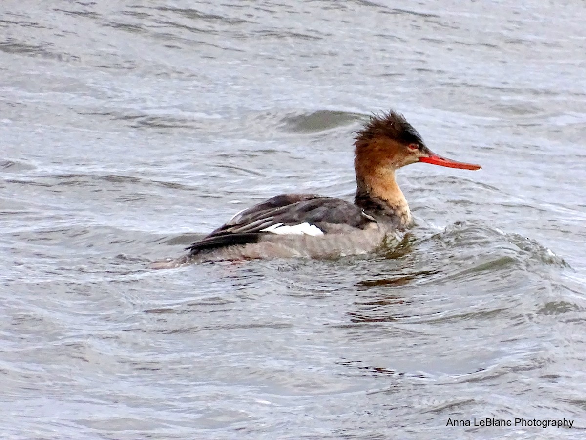 Red-breasted Merganser - ML197556011