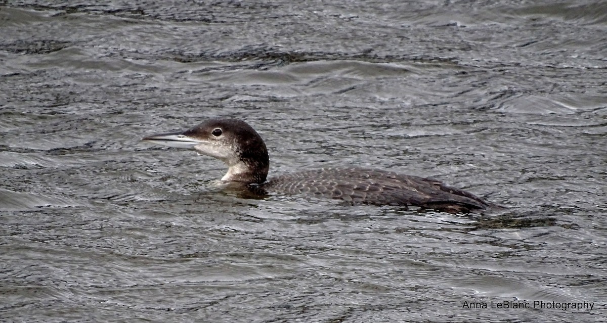 Common Loon - ML197557241