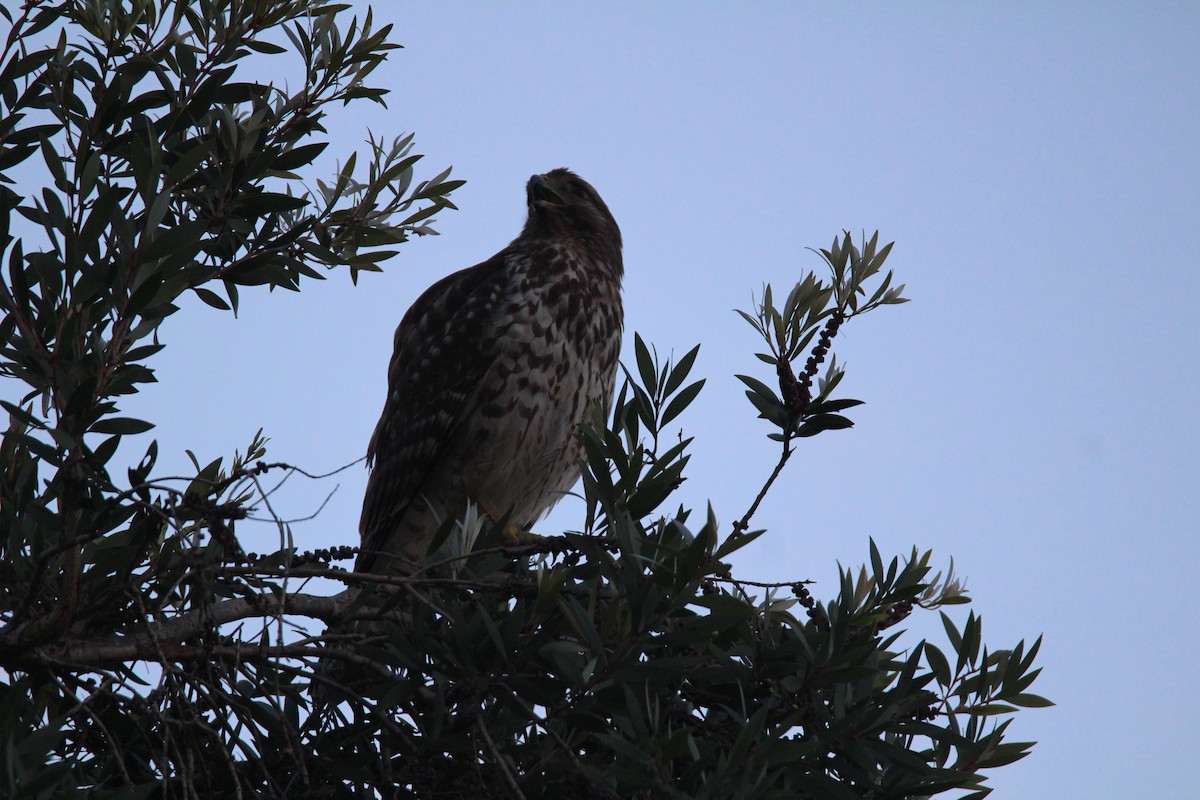 Rotschulterbussard - ML197557391