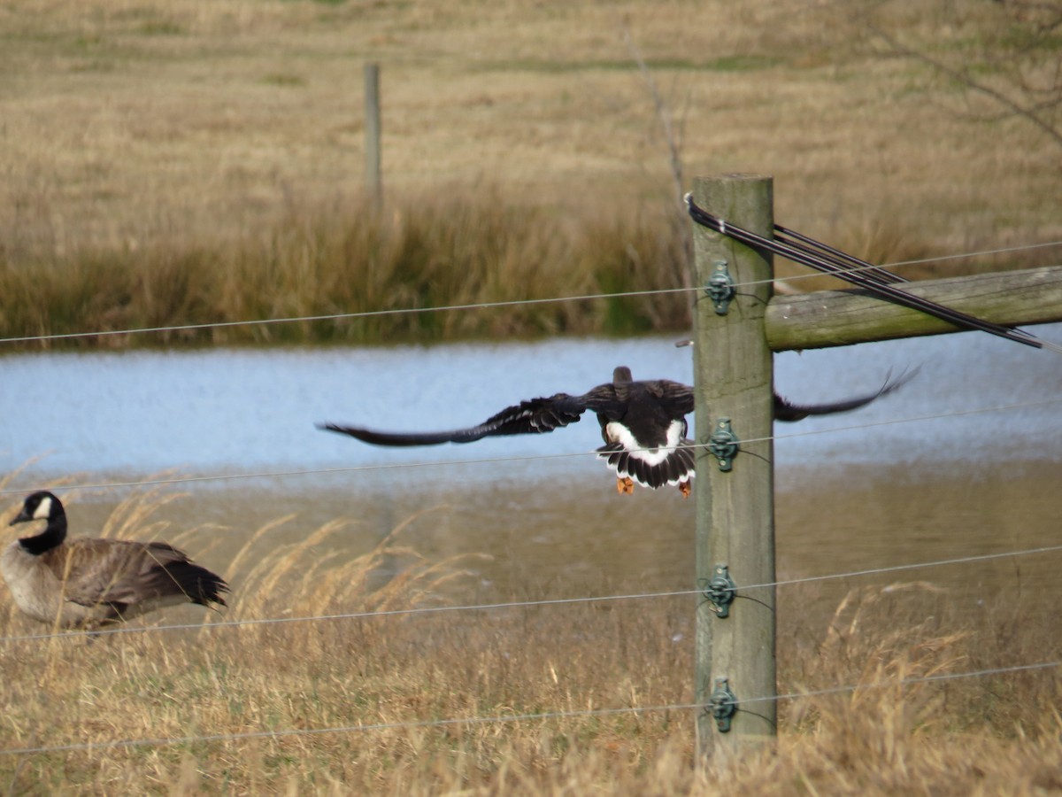 Greater White-fronted Goose - ML197559201