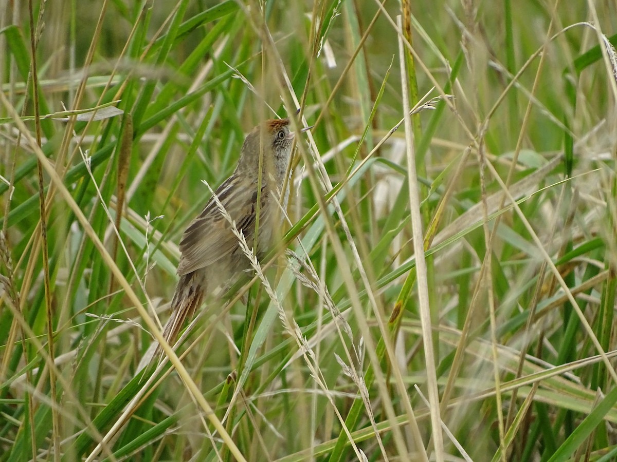 Bay-capped Wren-Spinetail - ML197559781