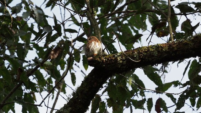 Tamaulipas Pygmy-Owl - ML197560721