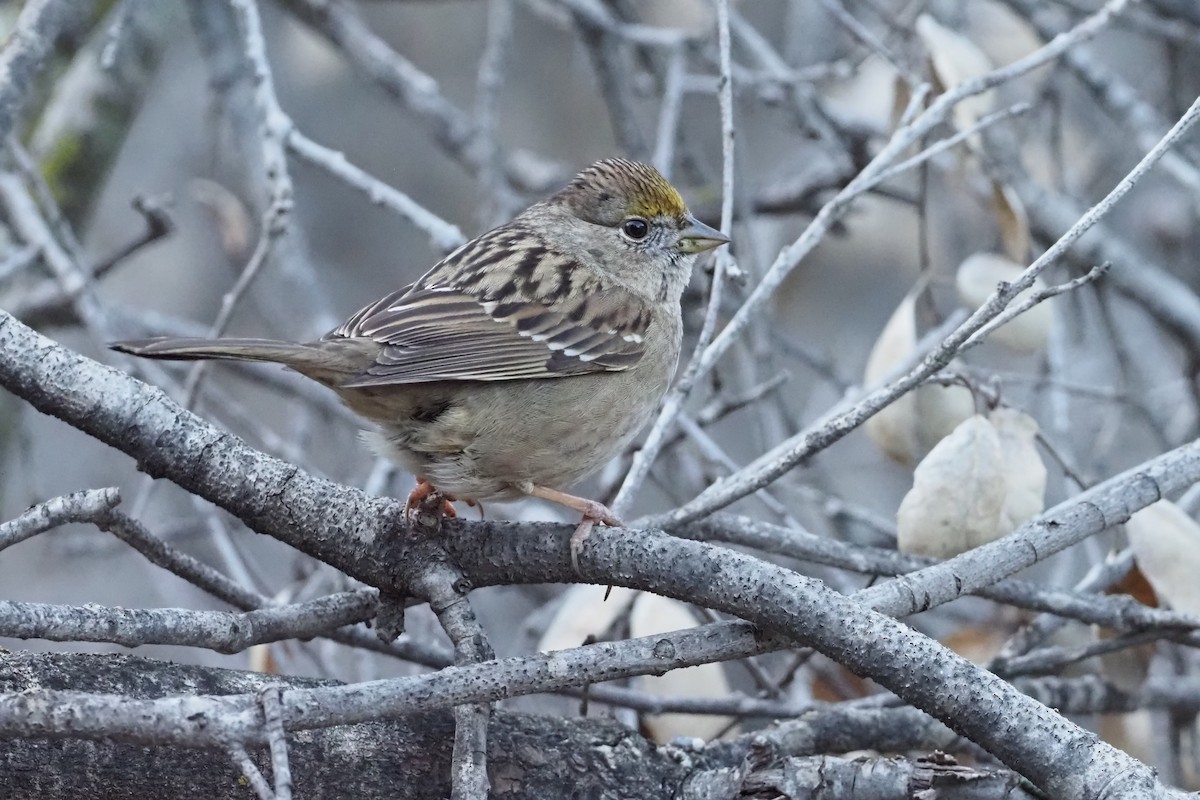 Golden-crowned Sparrow - Nick  Kontonicolas