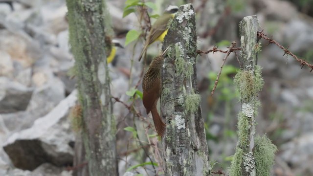 Ivory-billed Woodcreeper - ML197561241