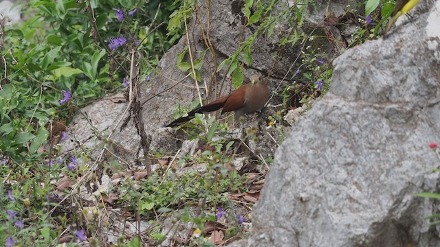 Squirrel Cuckoo - ML197562091