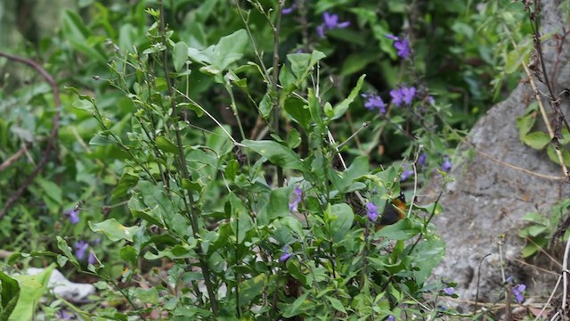 Fan-tailed Warbler - ML197562191