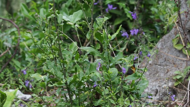 Fan-tailed Warbler - ML197562191