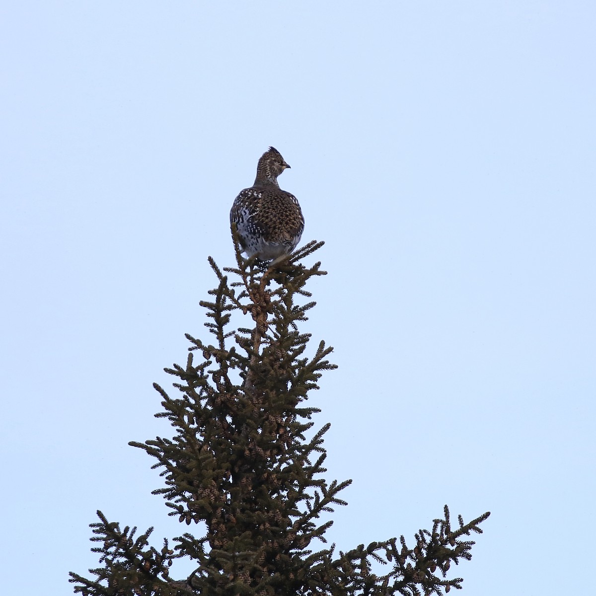 Sharp-tailed Grouse - ML197562301