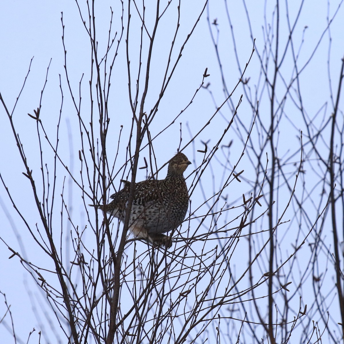 Sharp-tailed Grouse - ML197562331